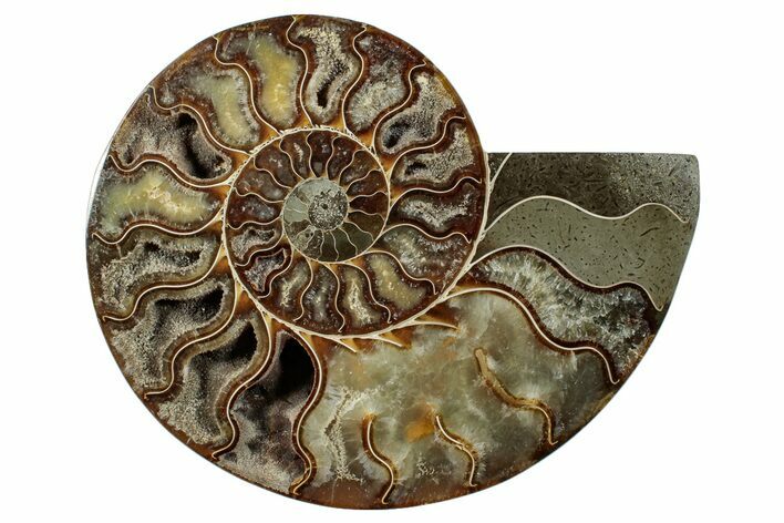 Cut & Polished Ammonite Fossil (Half) - Madagascar #267977